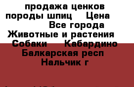 продажа ценков породы шпиц  › Цена ­ 35 000 - Все города Животные и растения » Собаки   . Кабардино-Балкарская респ.,Нальчик г.